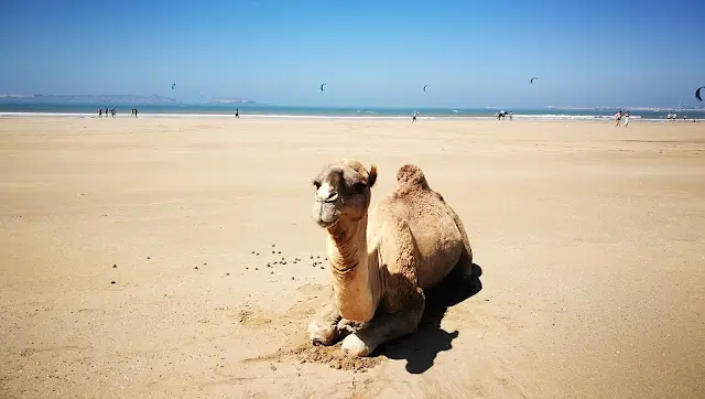 wycieczki wielbłądem w Maroko