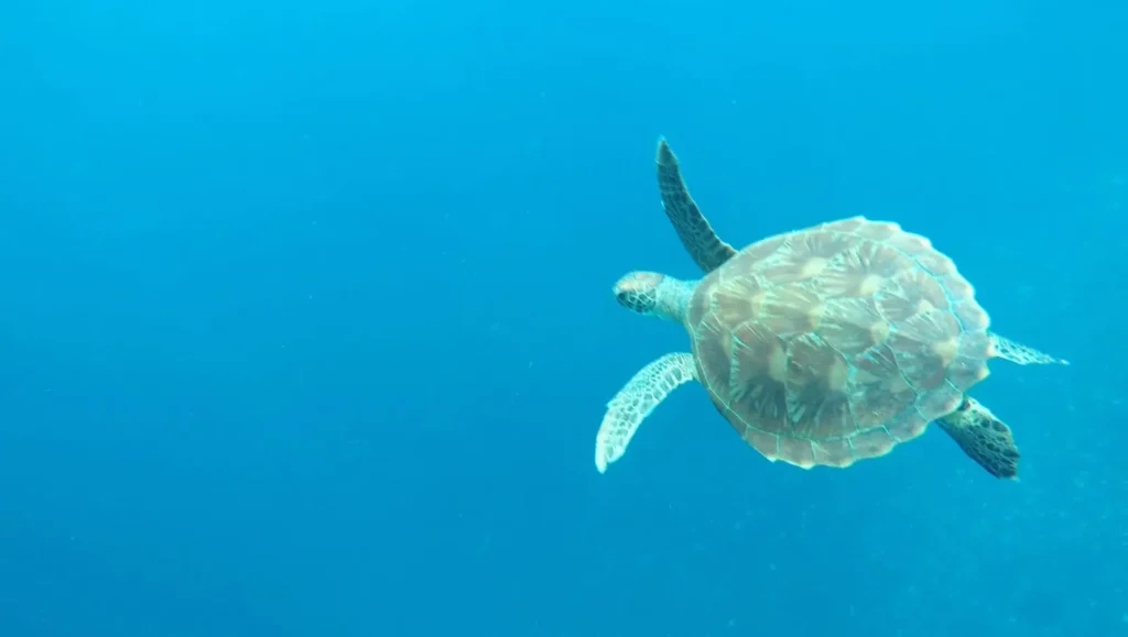 Przyroda na Bali - żółwie